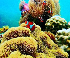snorkeling-2 snorkeling-2